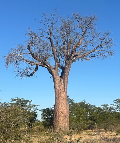 African baobab