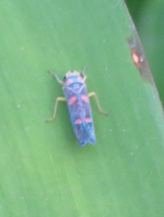 Tettisama quinquemaculata