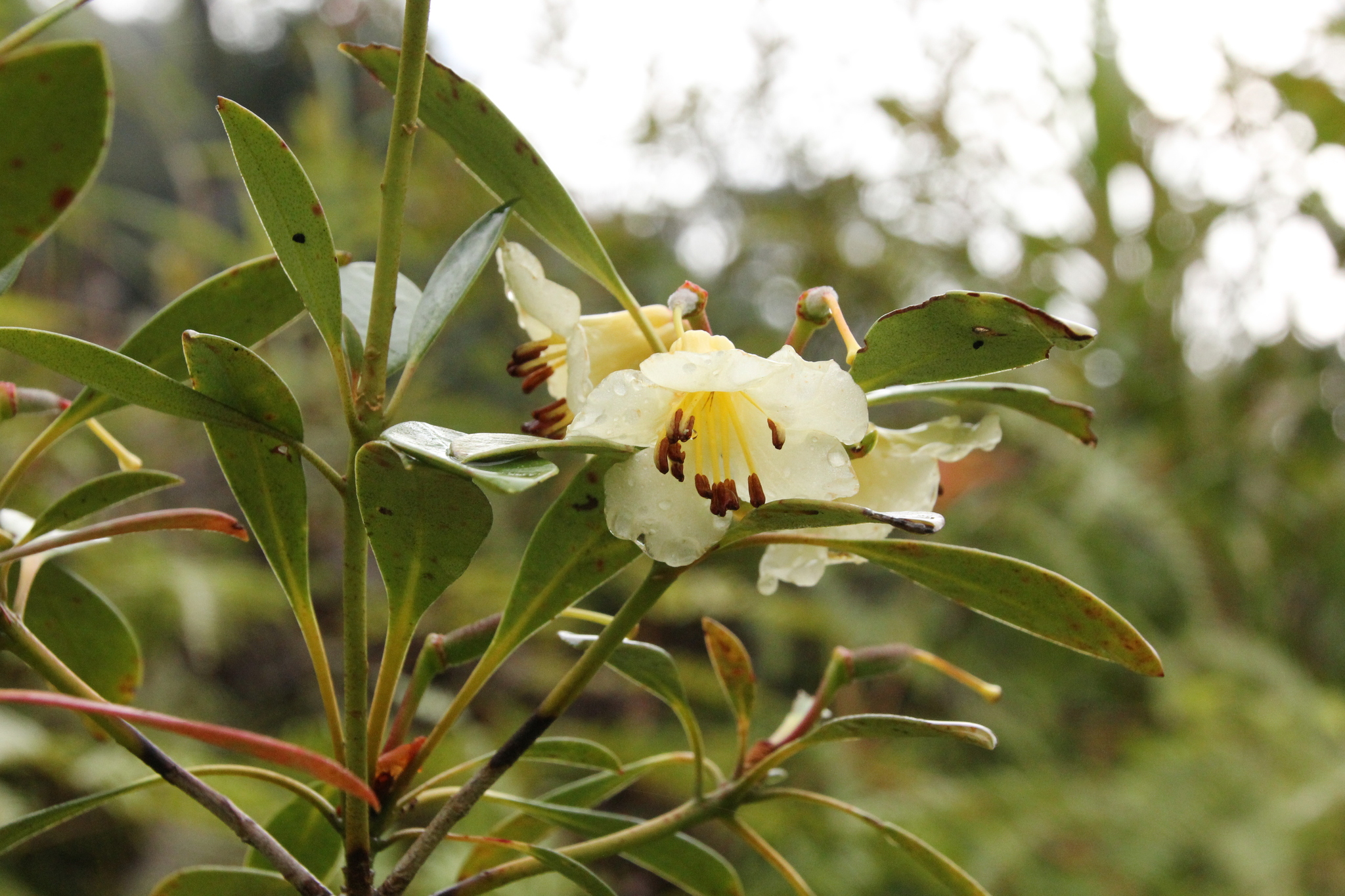 Rhododendron chevalieri (Rhododendron chevalieri)