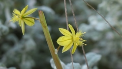 Bulbine frutescens