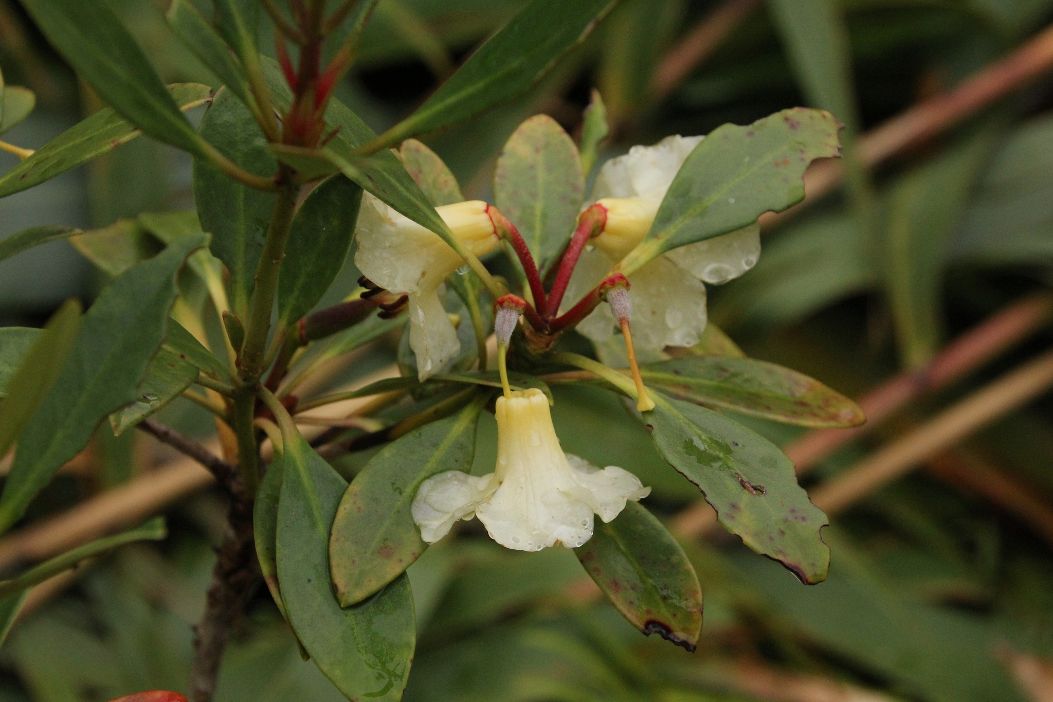Rhododendron chevalieri — ảnh 2