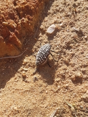 Julodis
