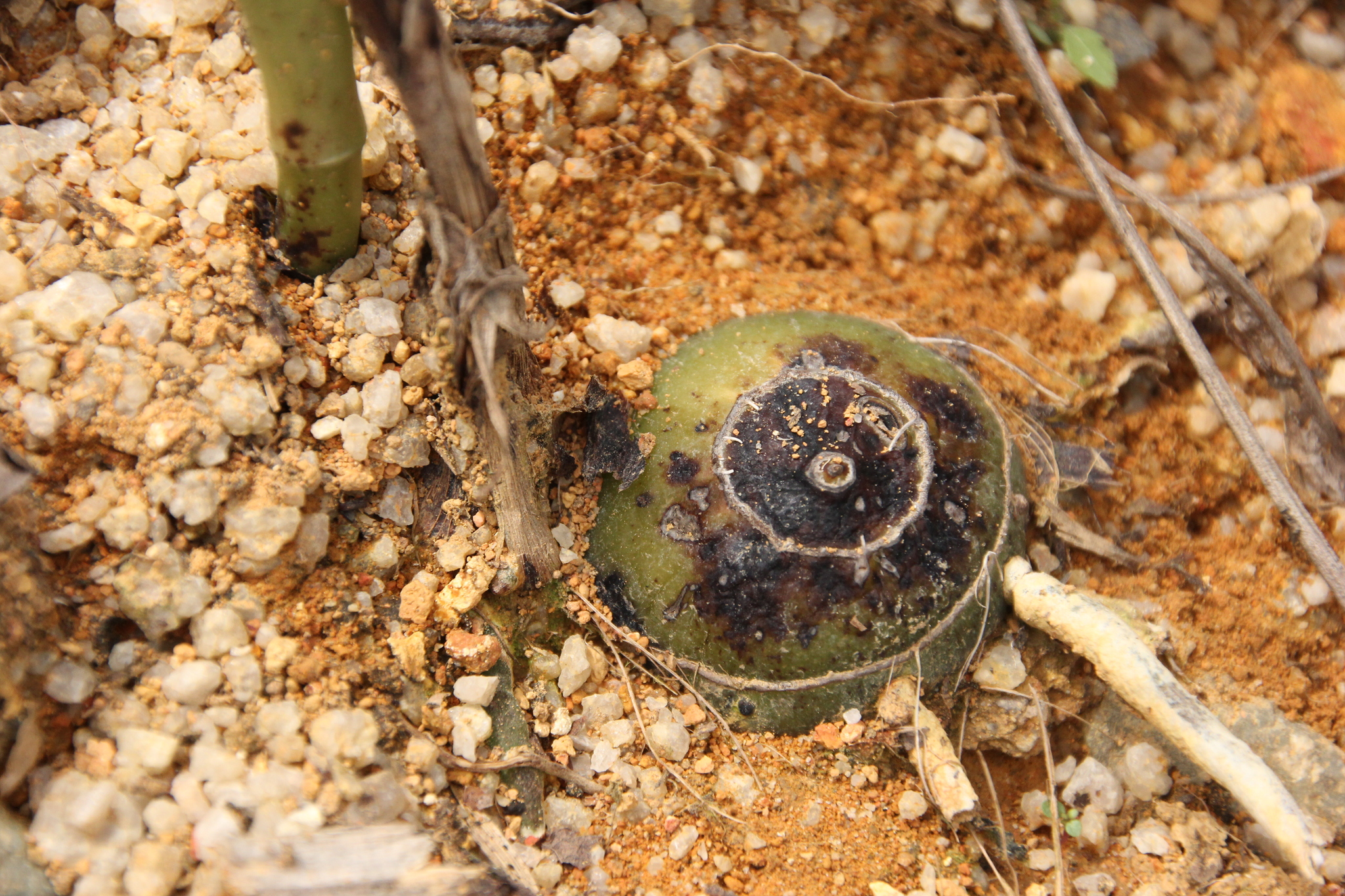 Eulophia cernua — ảnh 2