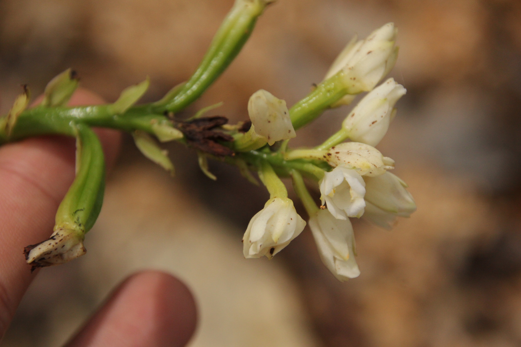 Eulophia cernua — ảnh 3