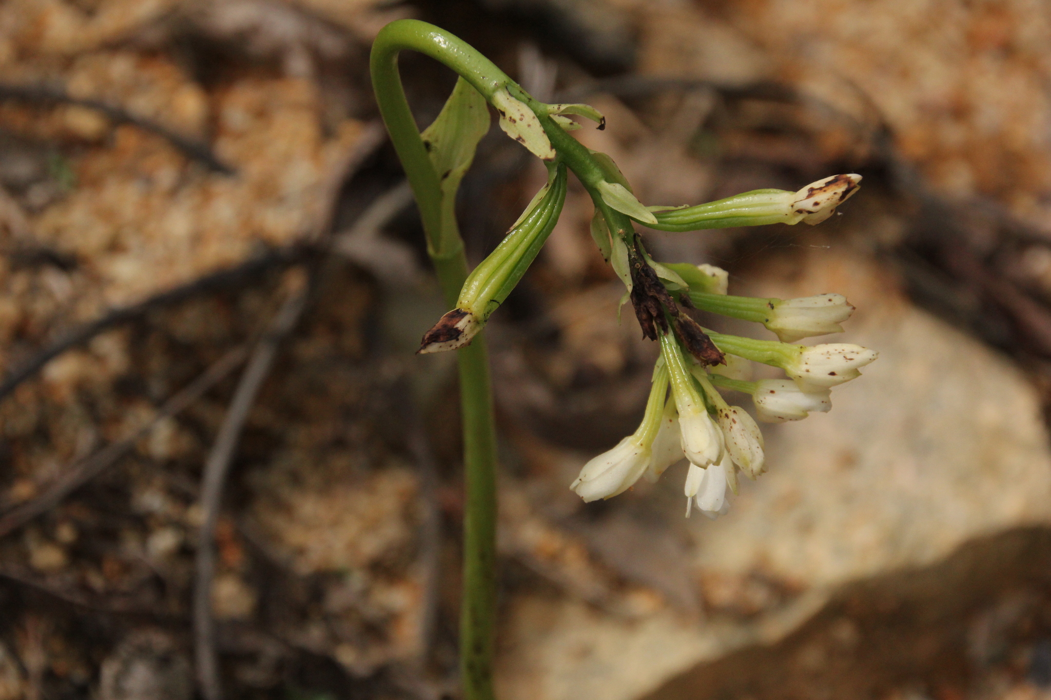 Eulophia cernua (Eulophia cernua)
