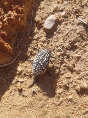 Julodis