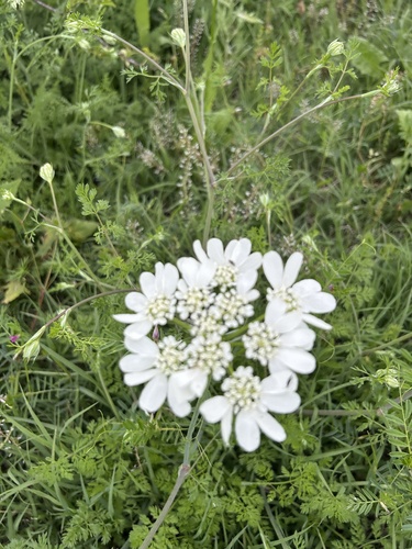 Large-flowered Orlaya