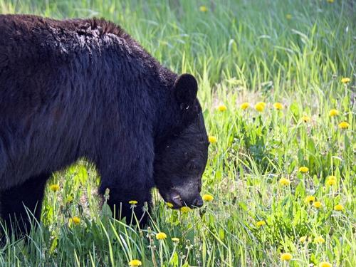 American Black Bear