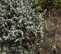 Helichrysum patulum