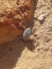 Julodis