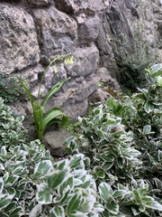 Angiospermae