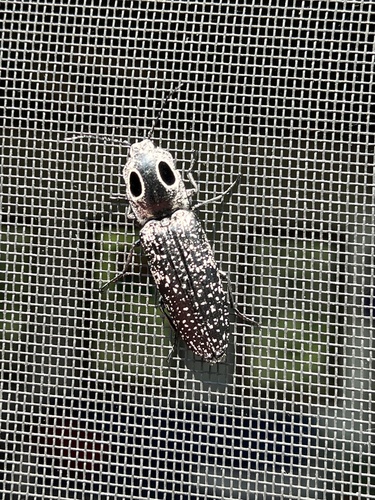 Eyed click beetle