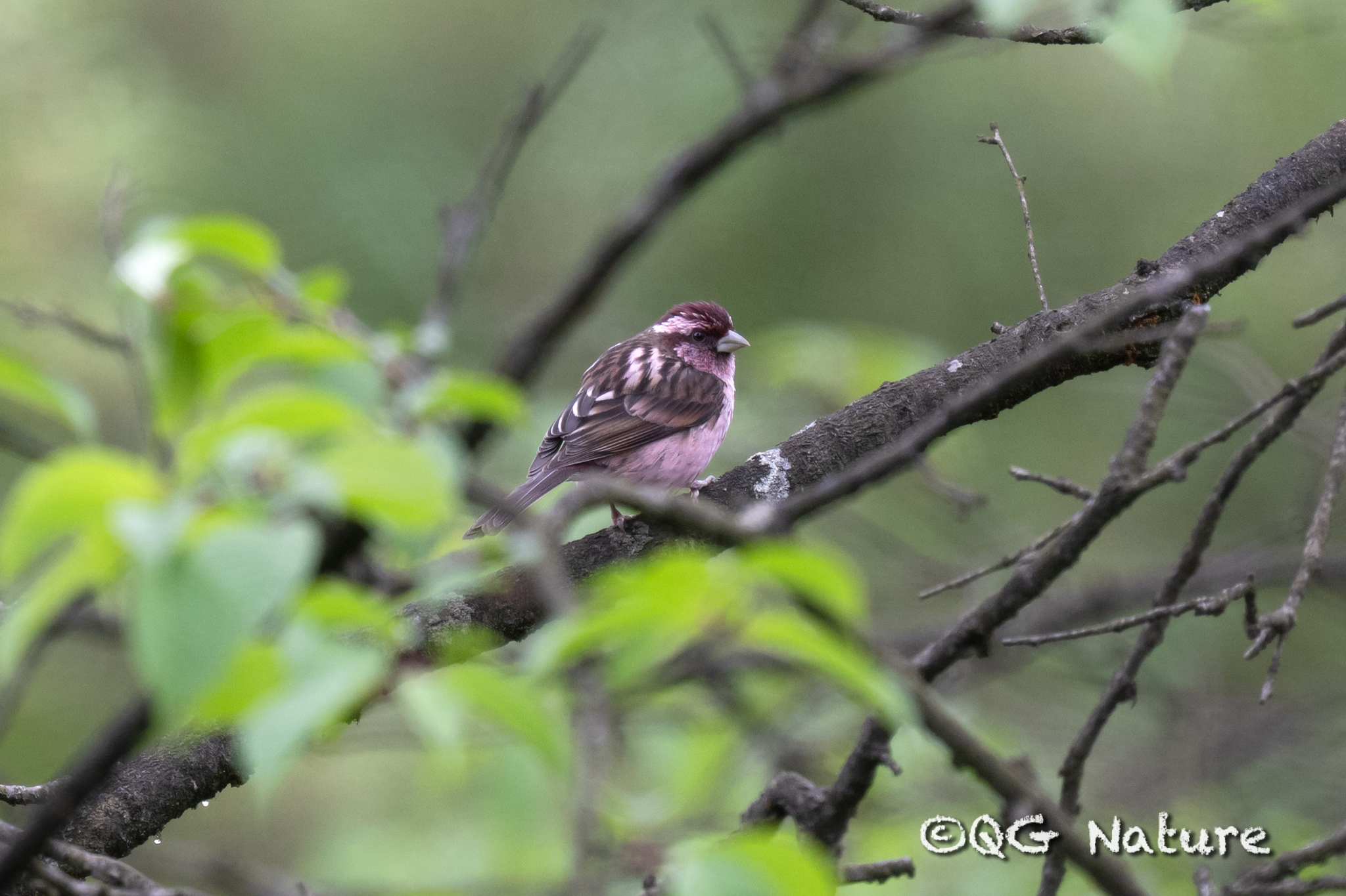 Sharpe's Rosefinch