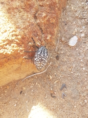 Julodis