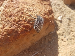 Julodis