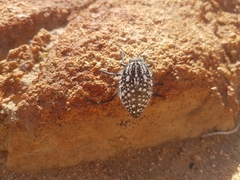 Julodis