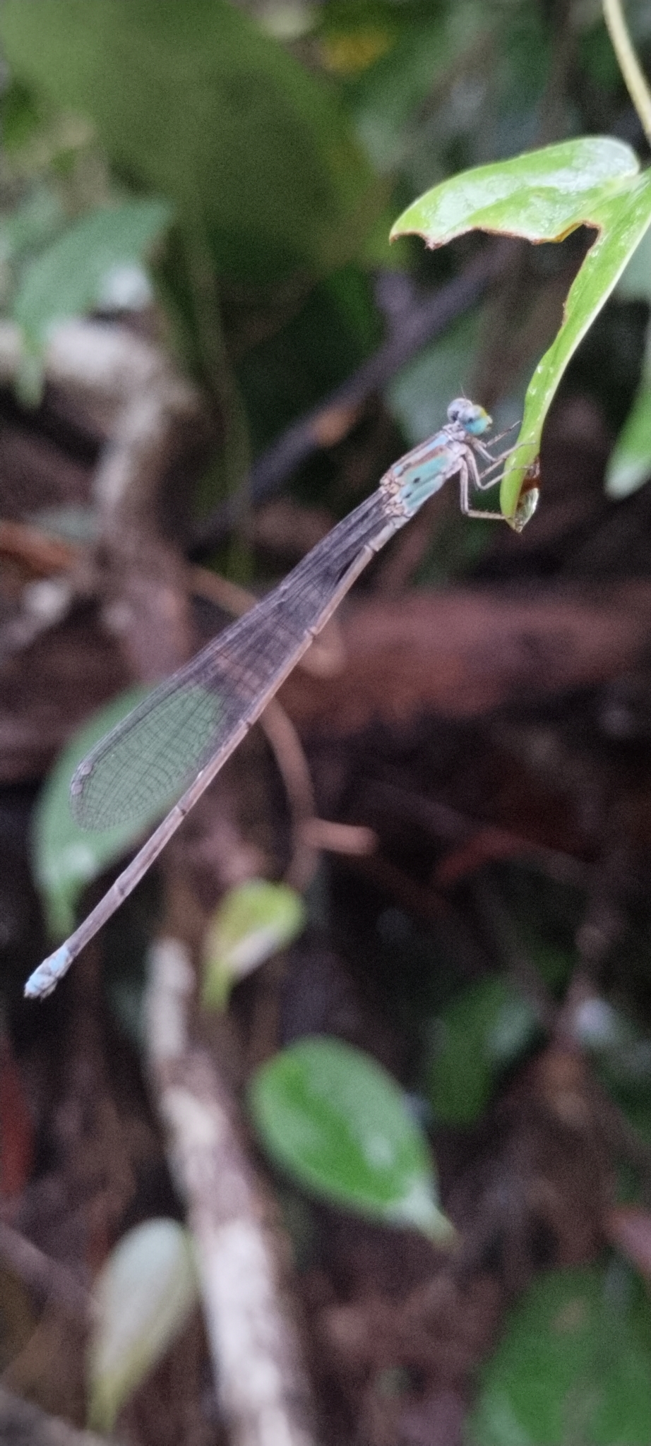 Long-Banded Sprite