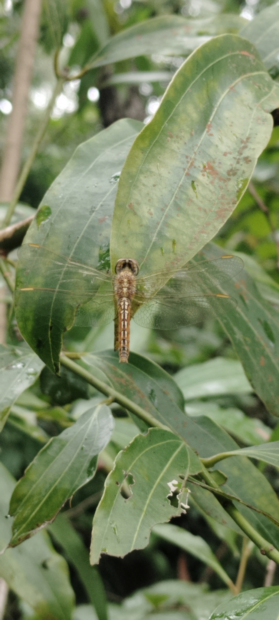Ditch Jewel
