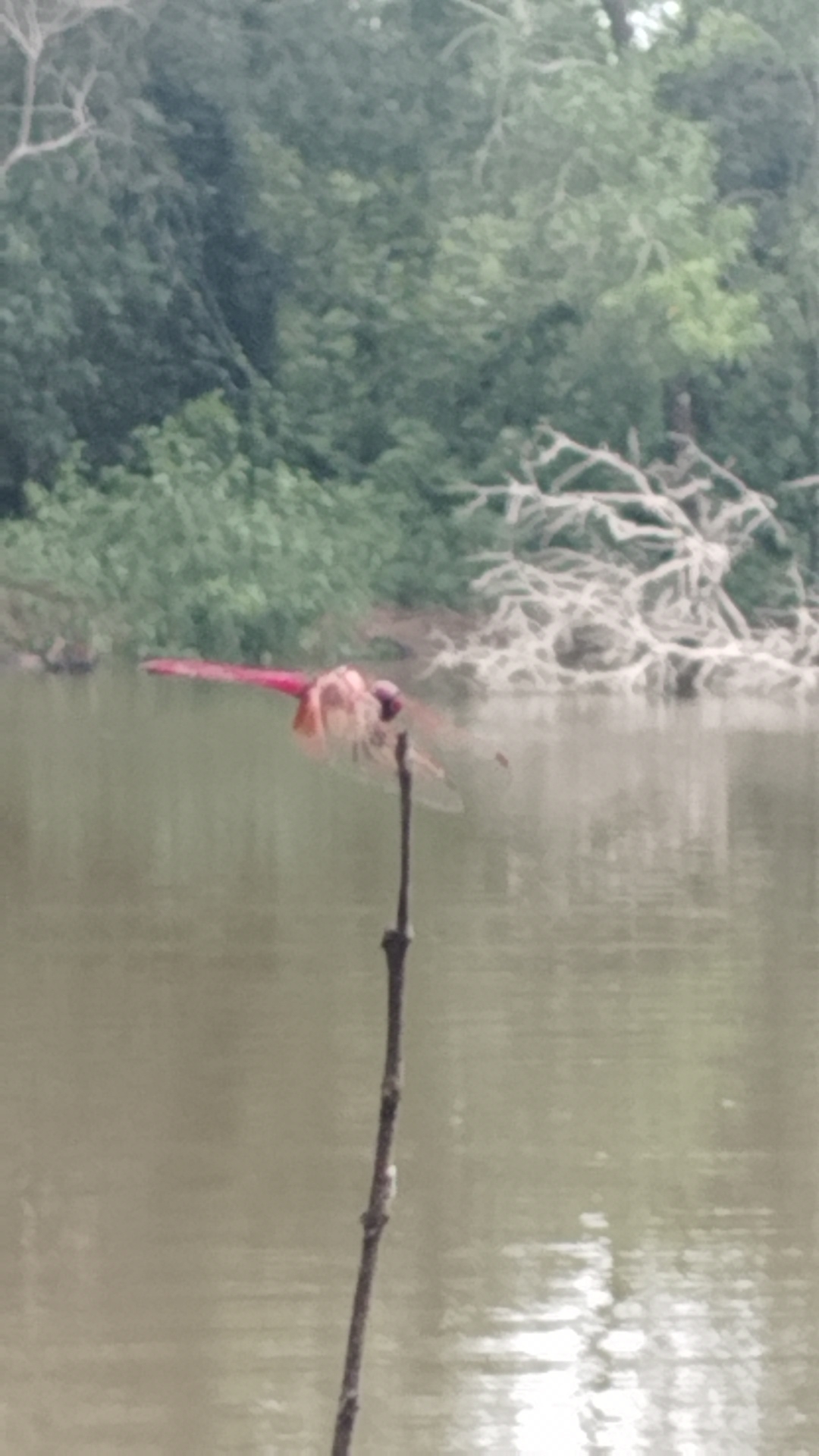 Crimson Marsh Glider