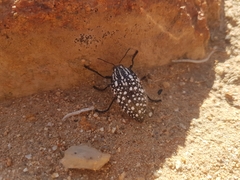 Julodis