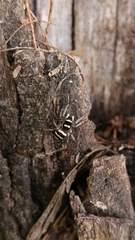 Salticus austinensis
