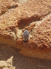 Julodis