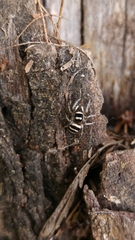Salticus austinensis