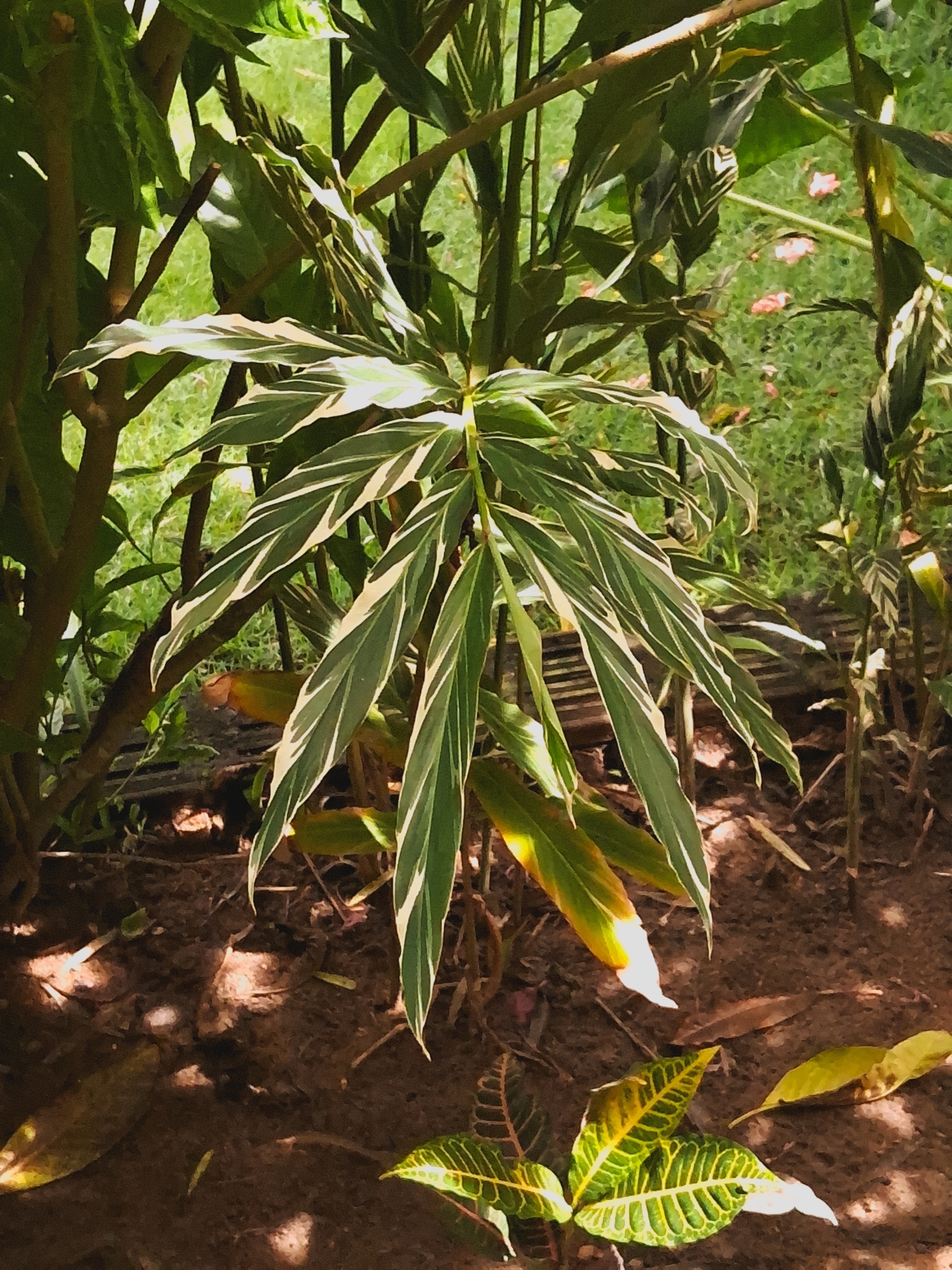 Alpinia zerumbet