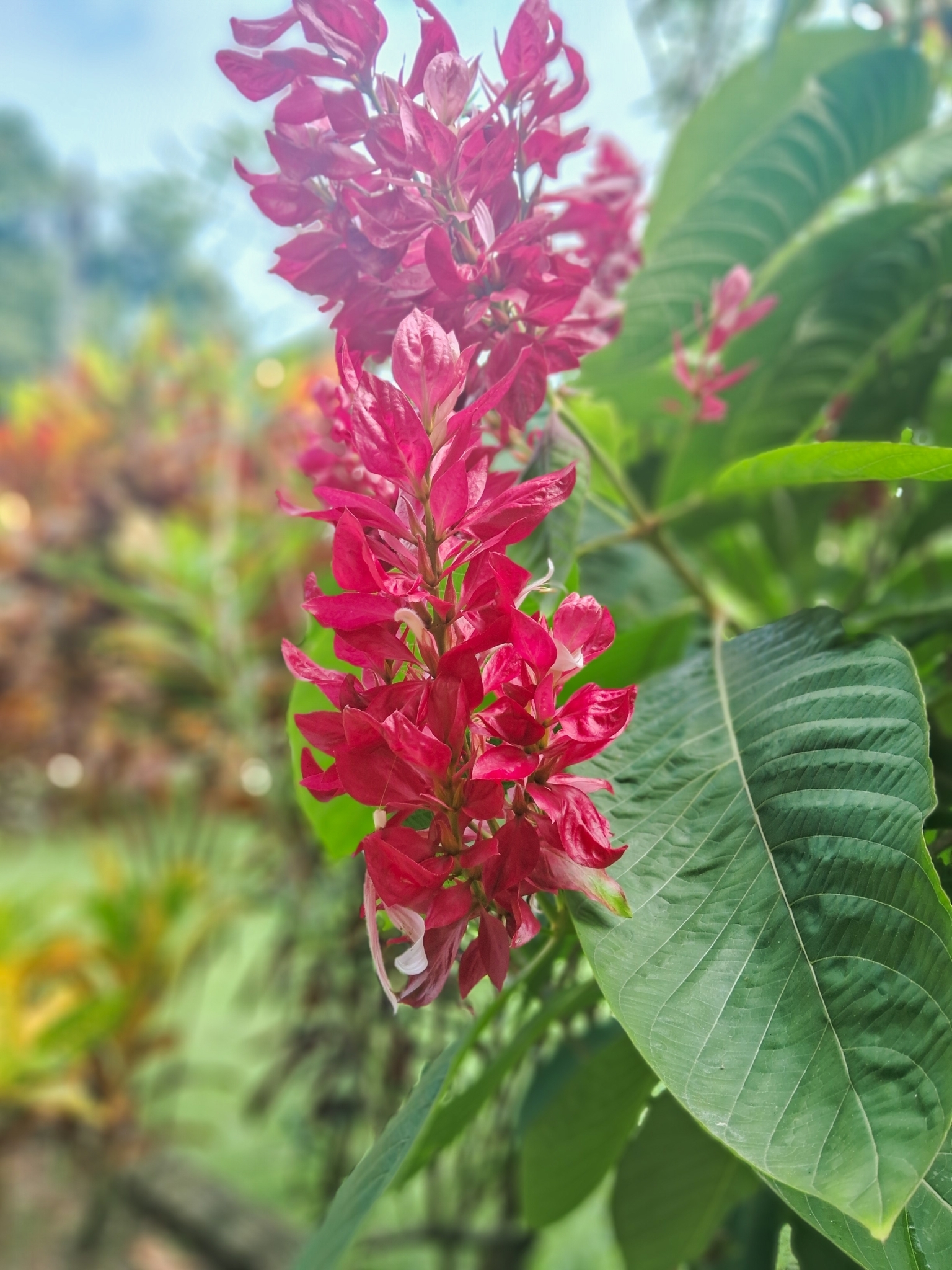 Megaskepasma erythrochlamys