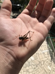 Incertana decorata