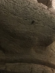 Perimyotis subflavus