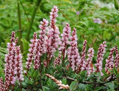 Bistorta vacciniifolia