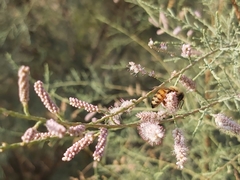 Apis mellifera
