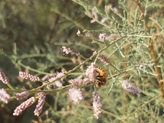 Apis mellifera