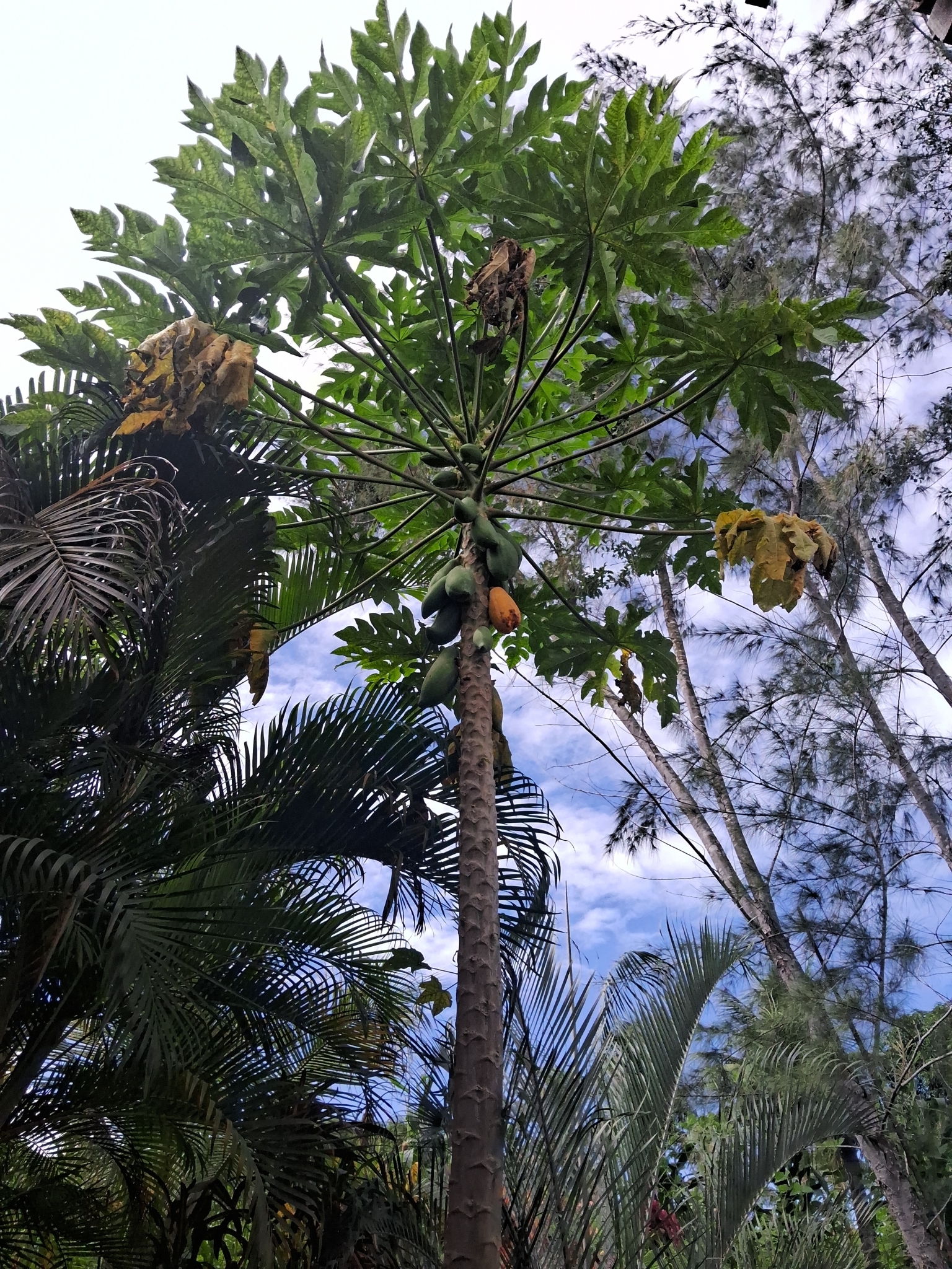 Carica papaya
