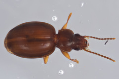 Trechus hydropicus beutenmuelleri