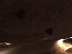 Perimyotis subflavus