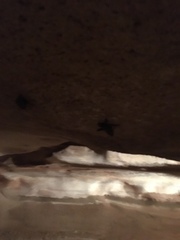 Perimyotis subflavus