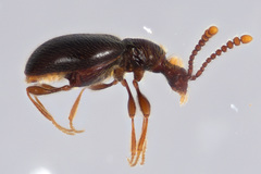 Scydmaeninae