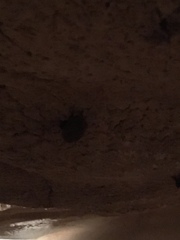 Perimyotis subflavus