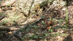 Aspidoscelis lineattissimus