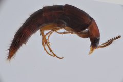 Bryoporus rufescens