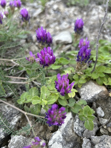 saintfoin milk vetch