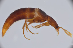 Ischnosoma lecontei