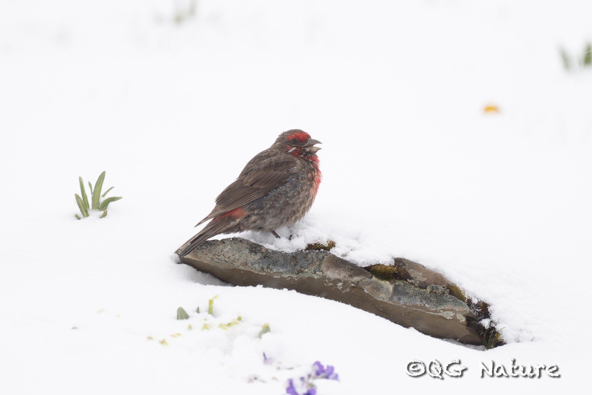 Red-fronted Rosefinch
