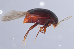Scaphidiinae