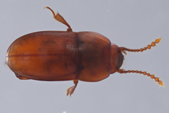 Catopocerus appalachianus