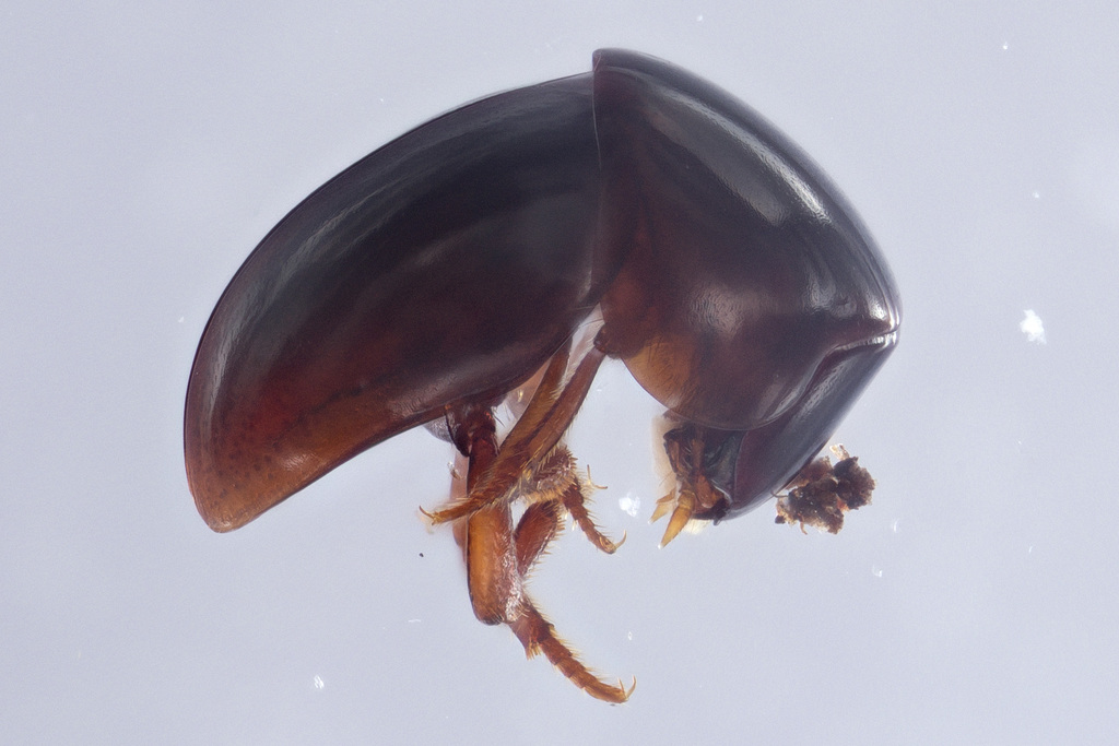 Agathidium fawcettae