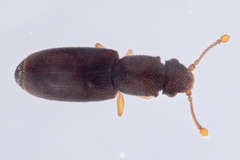 Monotoma longicollis