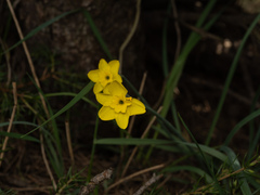 Narcissus rupicola, photograph (c) Borja Fierro, some rights reserved (CC BY)